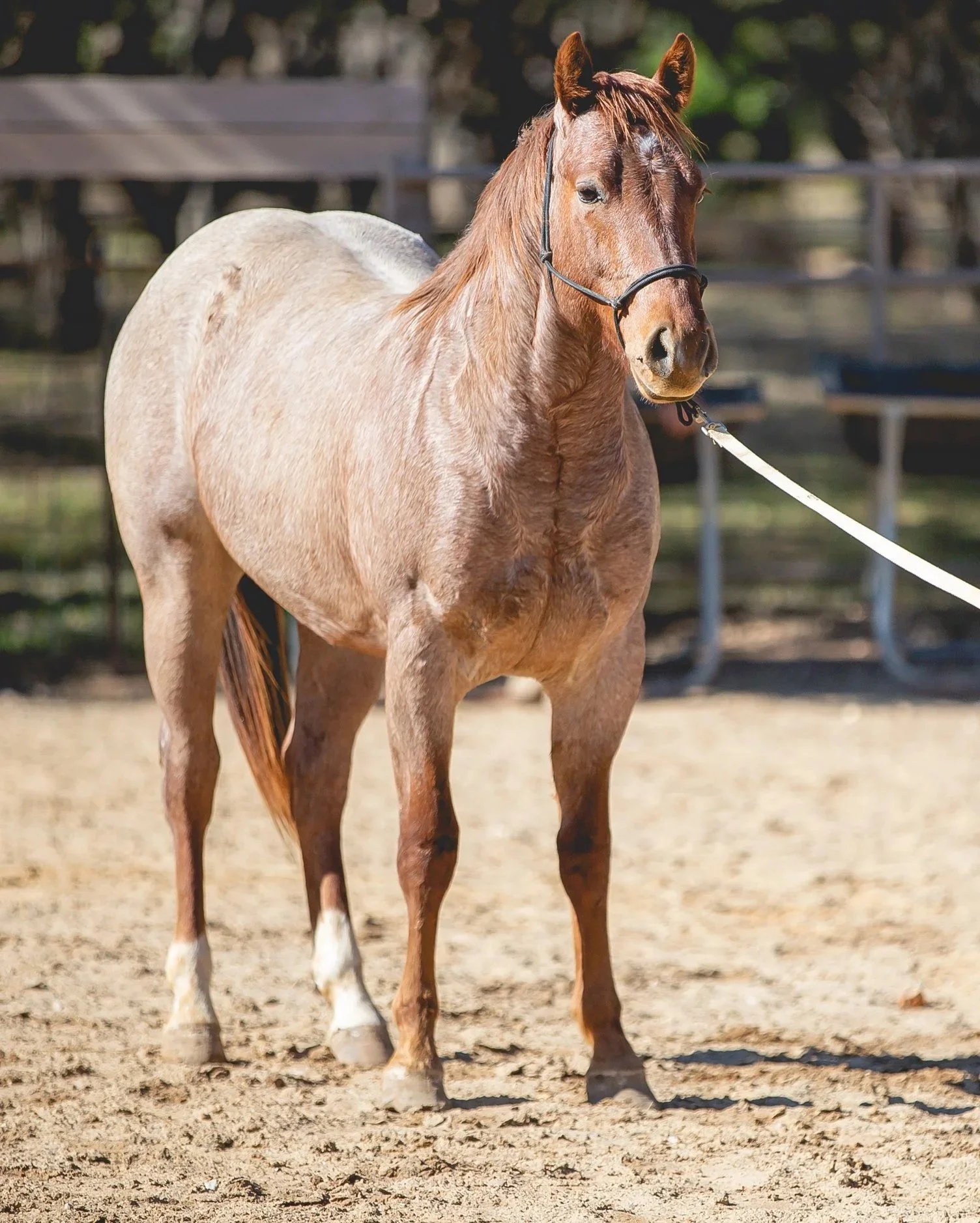 A brown and white horse standing on a sandy surface in a fenced outdoor area. SR Bar Ranch Performance Horses Boerne Texas USA