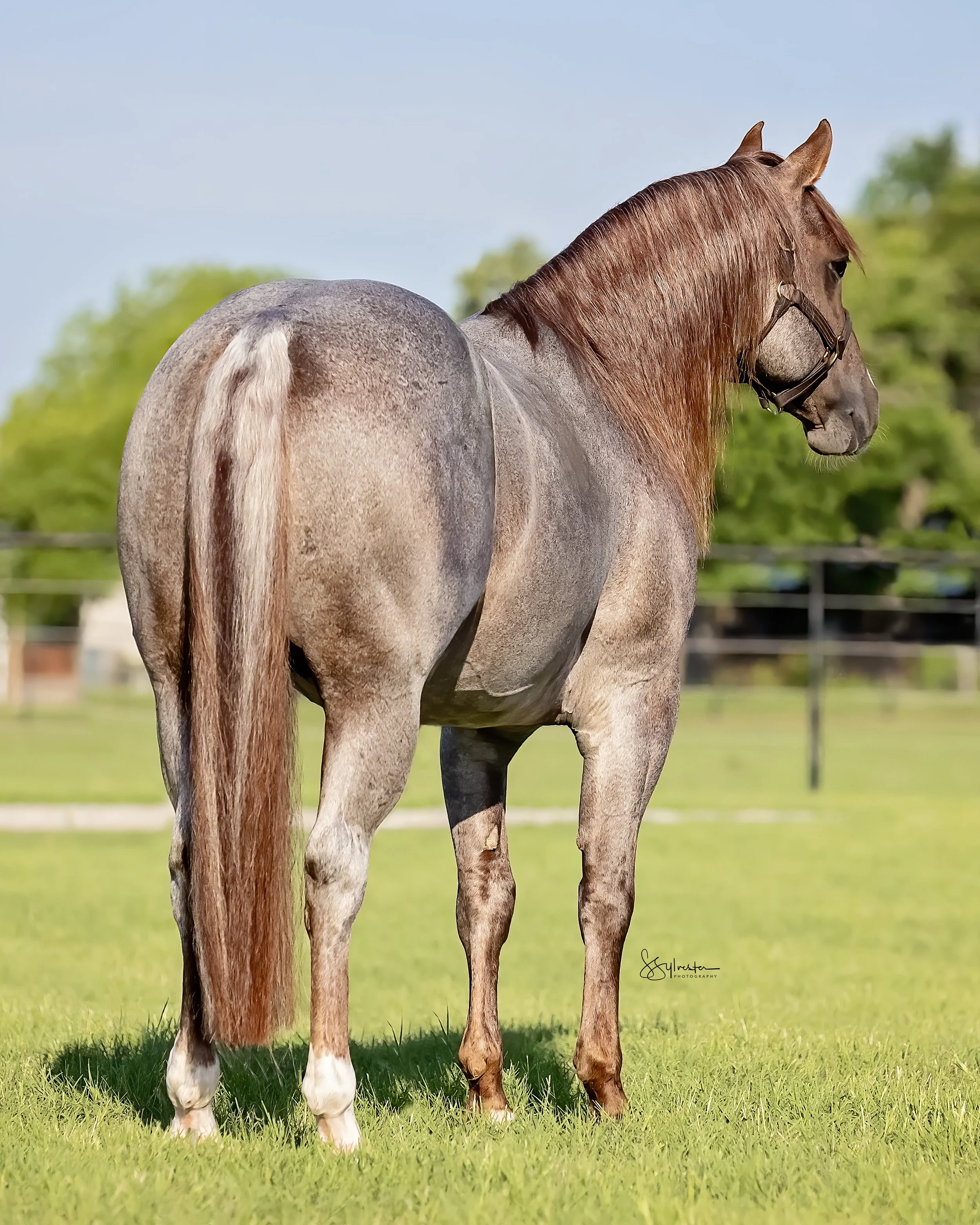My Three Desires. Tabaco. Stud. Stallion. SR Bar Ranch Performance Horses Boerne Texas USA