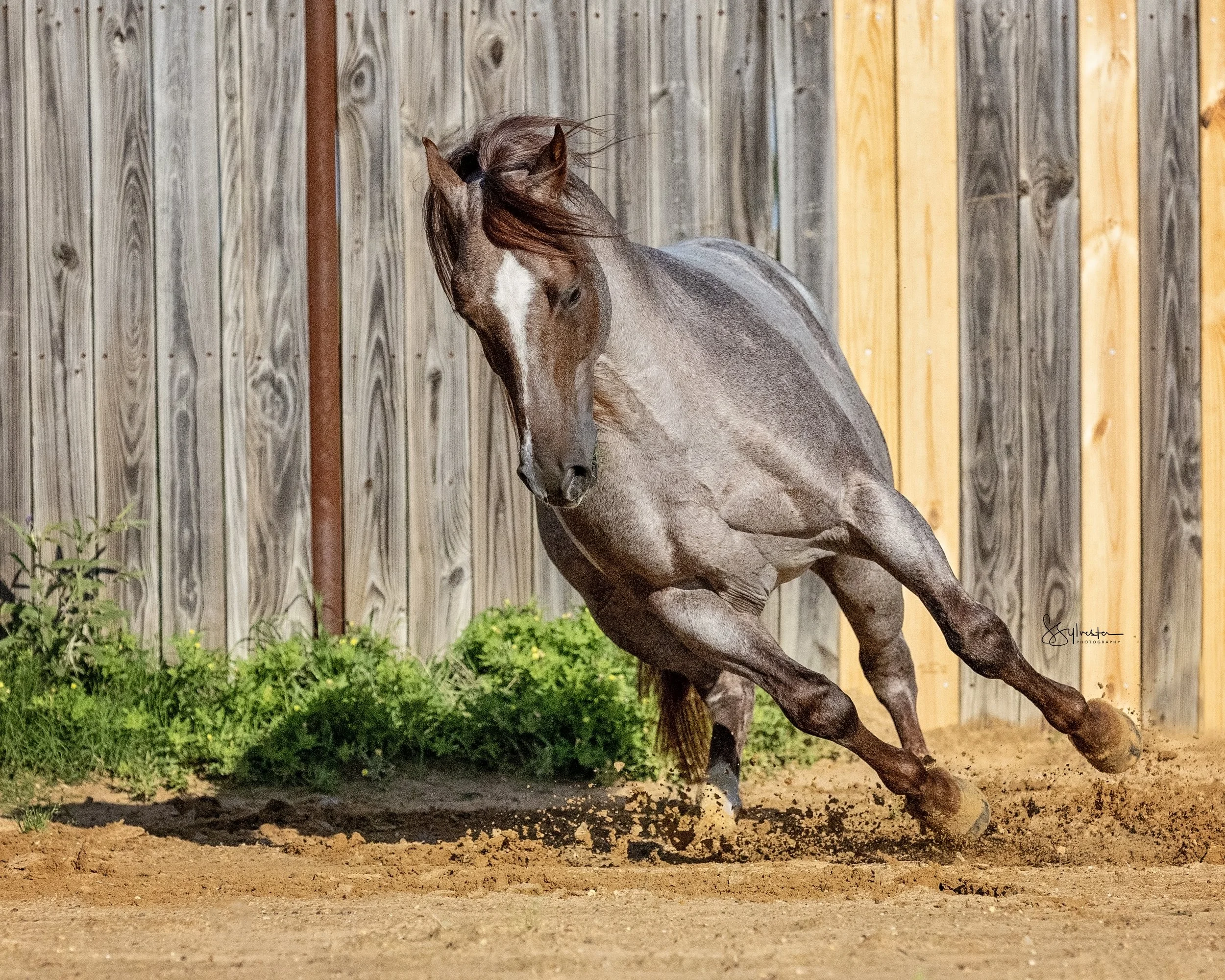 My Three Desires. Tabaco. Stud. Stallion. SR Bar Ranch Performance Horses Boerne Texas USA.