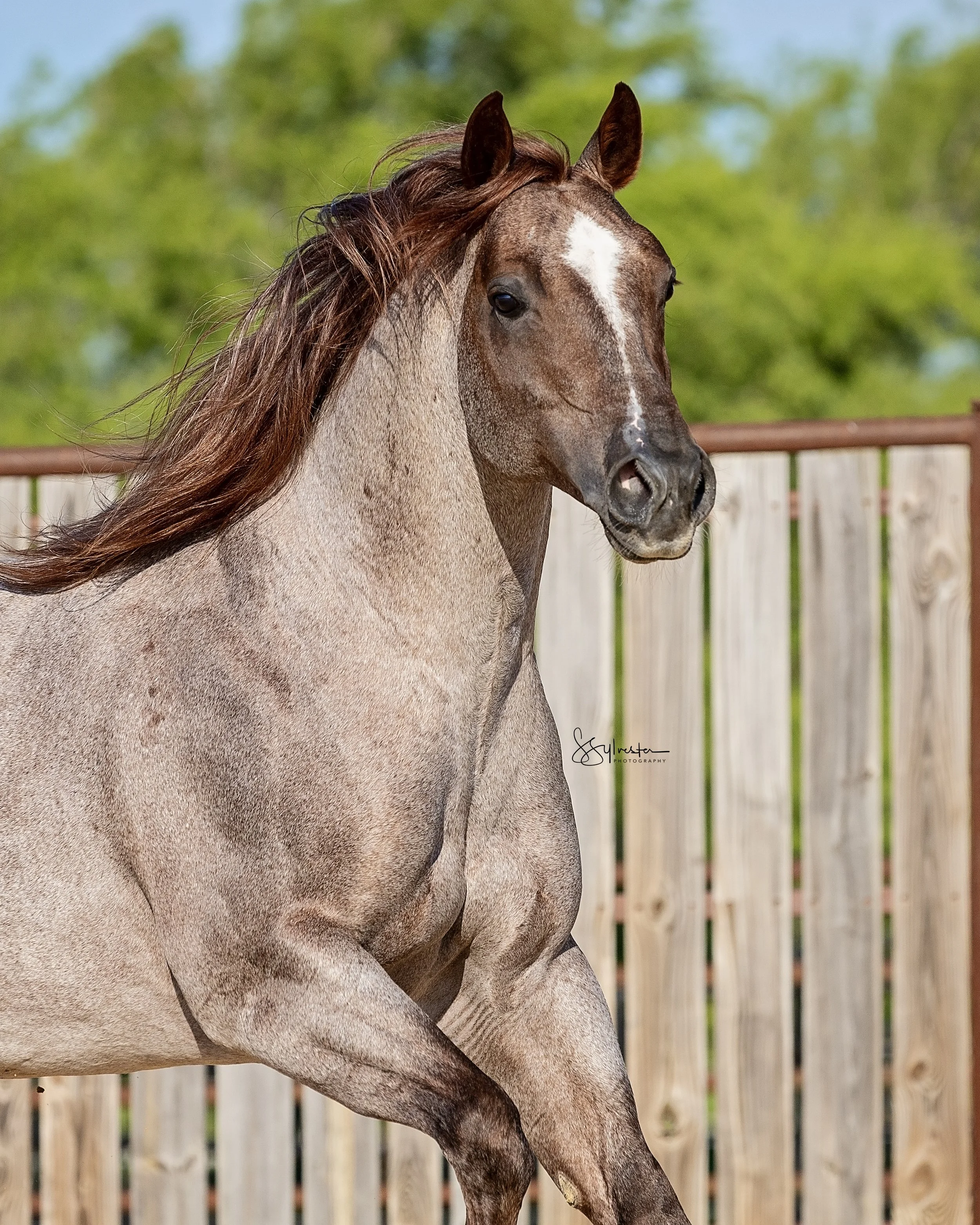 My Three Desires. Tabaco. Stud. Stallion. SR Bar Ranch Performance Horses Boerne Texas USA.