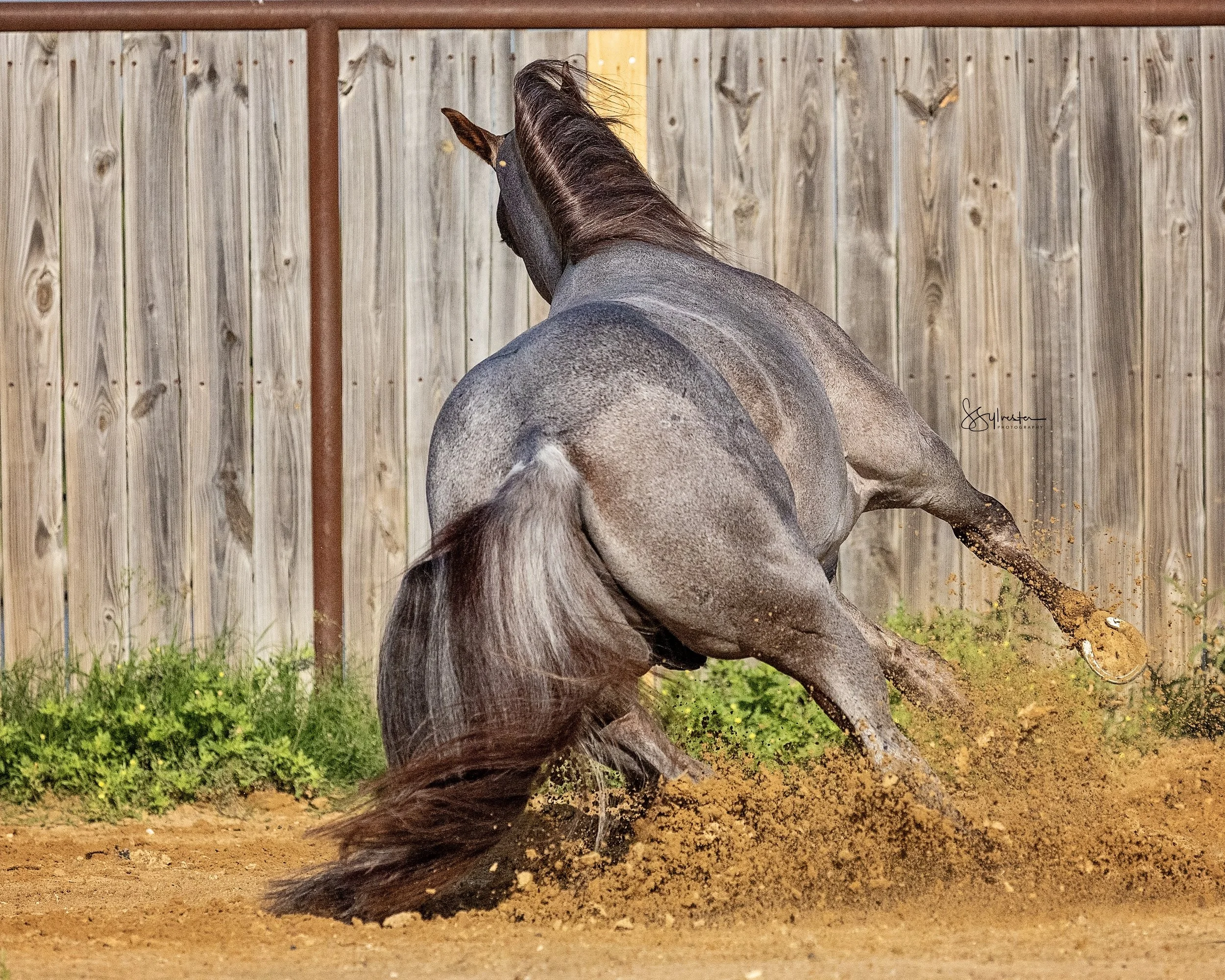 My Three Desires. Tabaco. Stud. Stallion. SR Bar Ranch Performance Horses Boerne Texas USA.