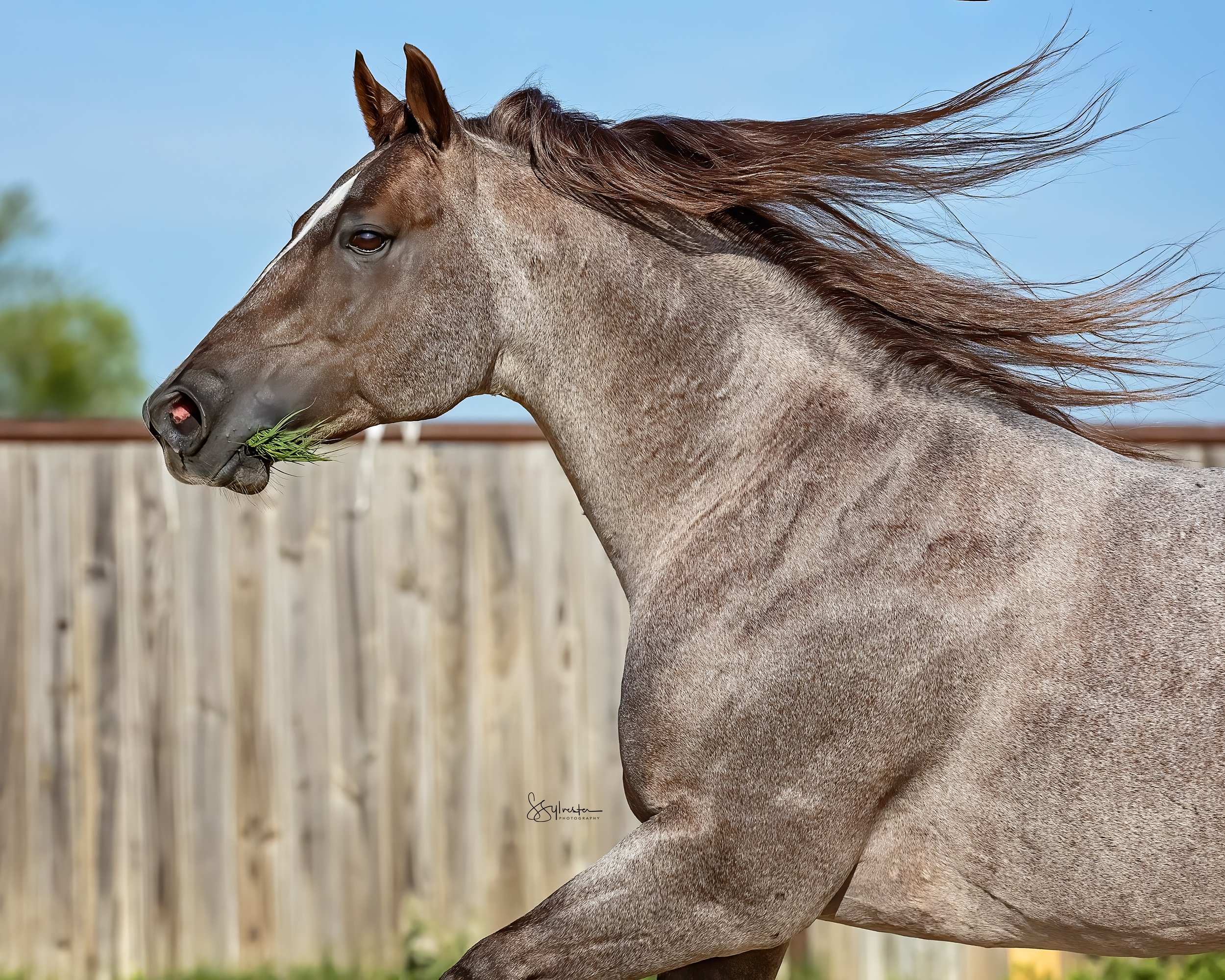My Three Desires. Tabaco. Stud. Stallion. SR Bar Ranch Performance Horses Boerne Texas USA.