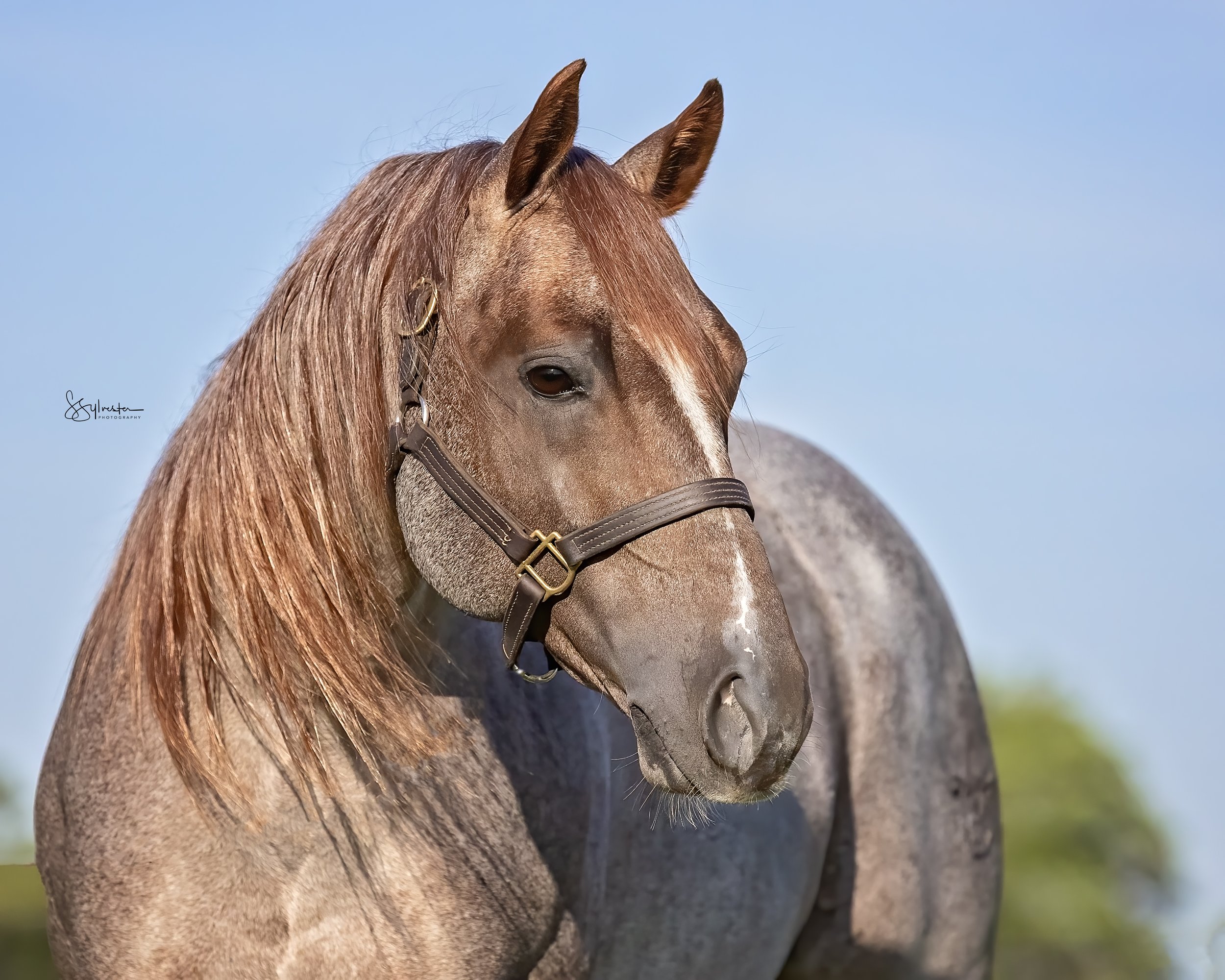 My Three Desires. Tabaco. Stud. Stallion. SR Bar Ranch Performance Horses Boerne Texas USA.