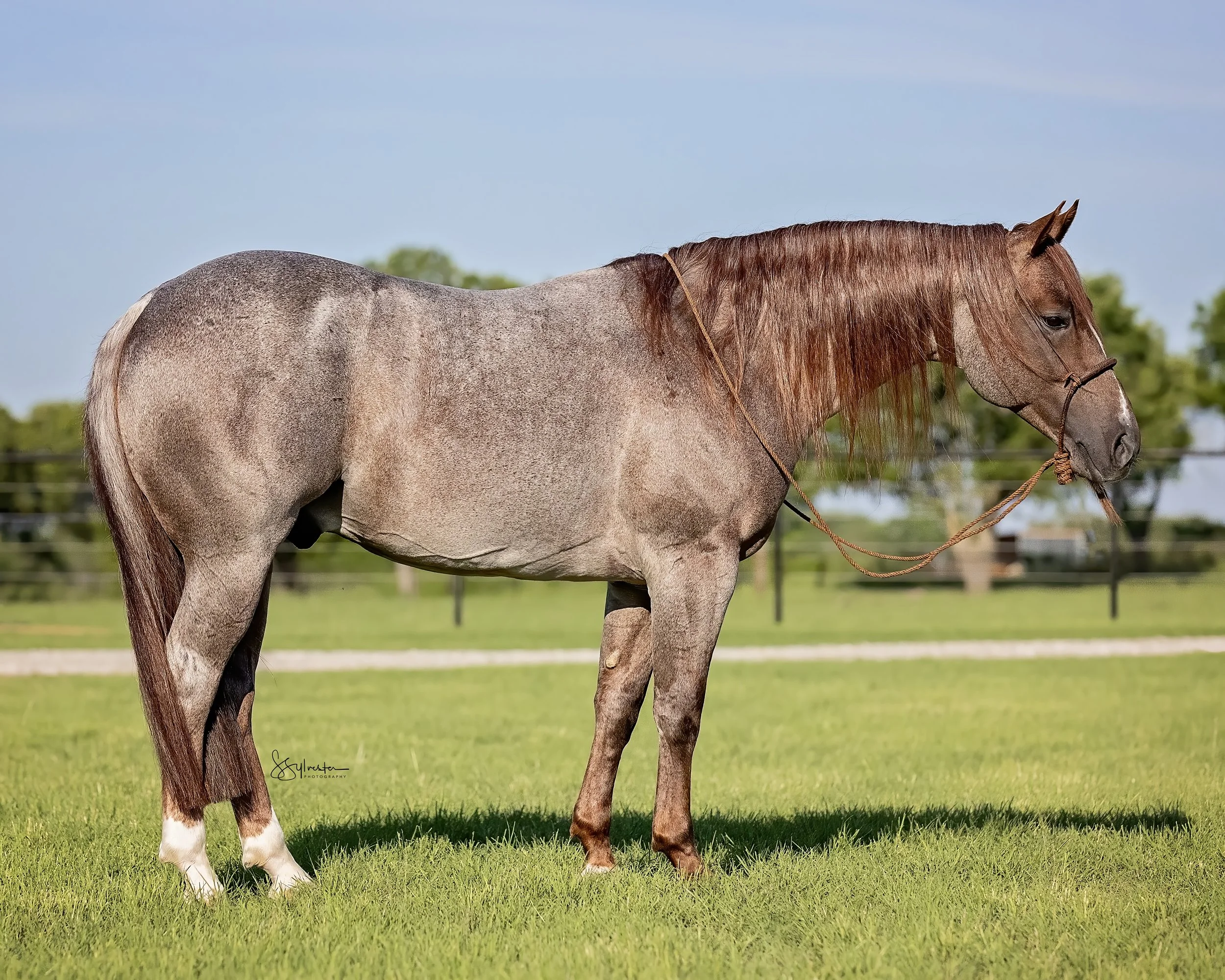 My Three Desires. Tabaco. Stud. Stallion. SR Bar Ranch Performance Horses Boerne Texas USA.