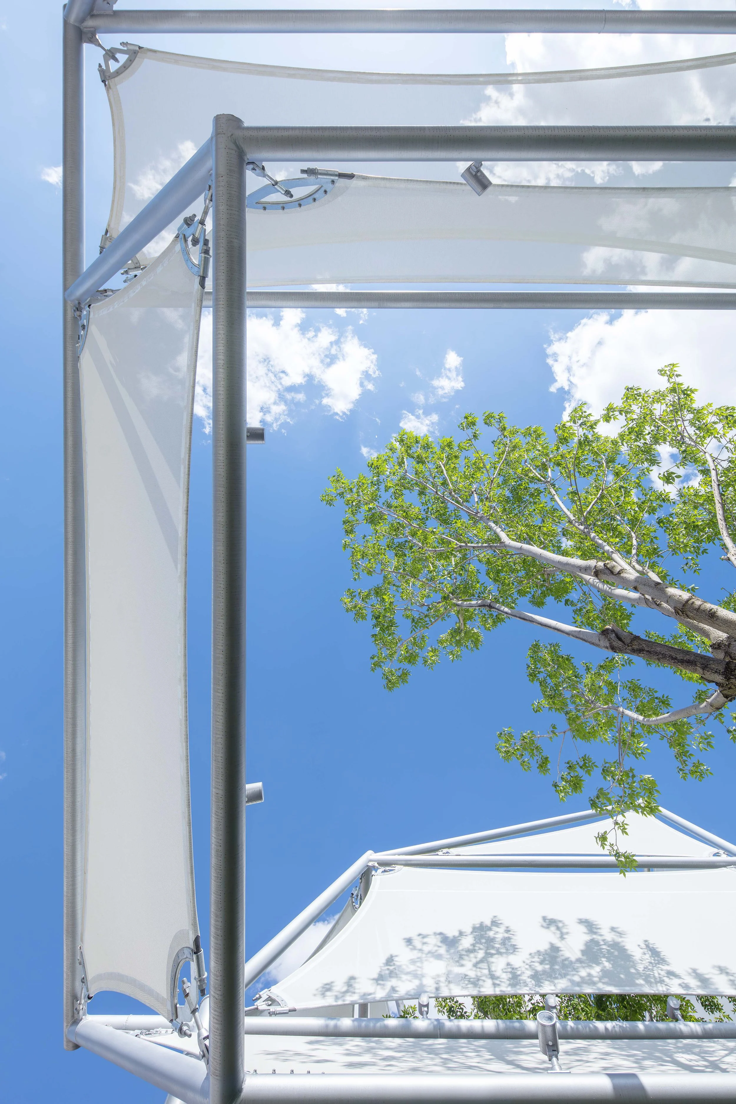 019D+ Membrane Day 4+ - 副本.jpg