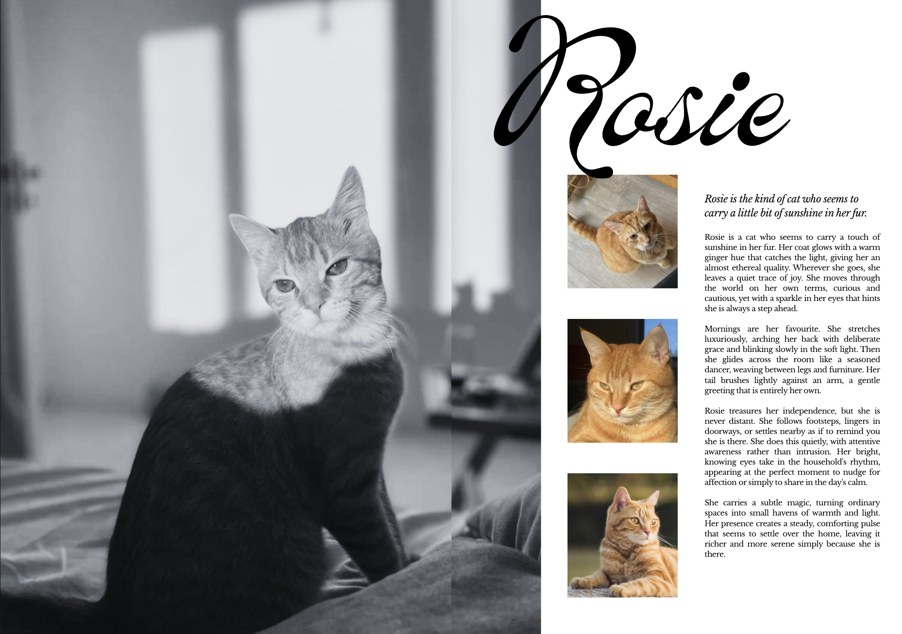 Screenshot 2026-02-25 at 12.06.01 pm.png