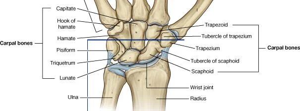 carpal bones.jpg