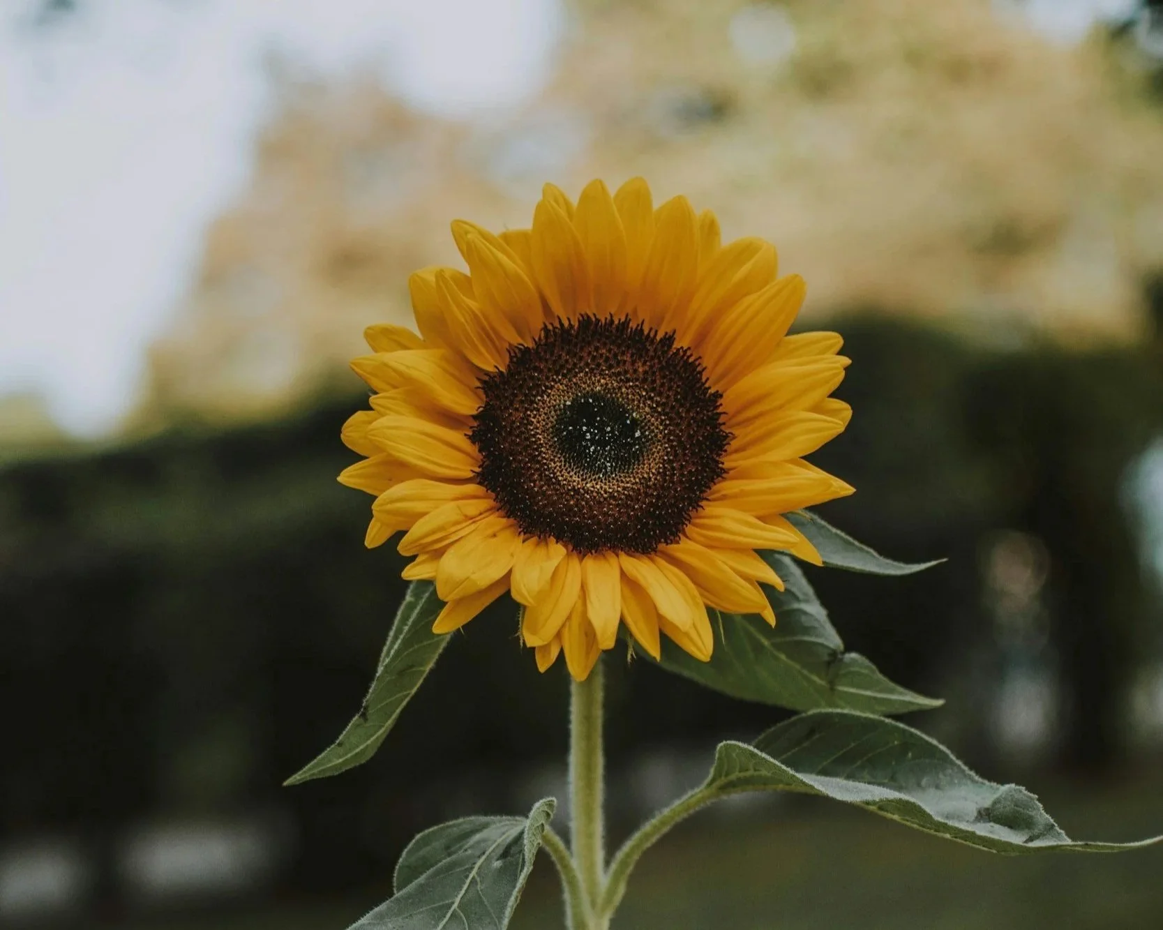 A vibrant yellow sunflower with a dark center, set against a blurred outdoor background.