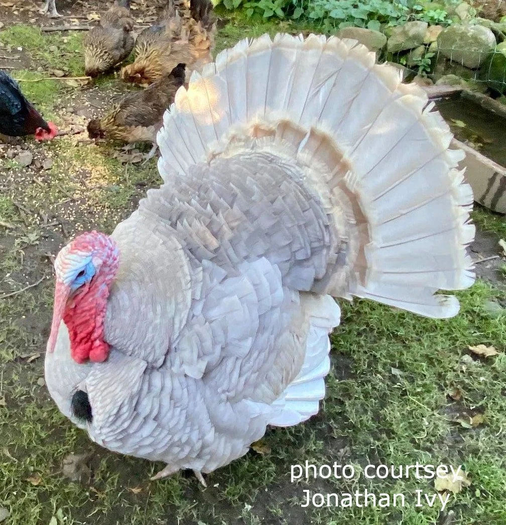Lilac adult tom example.