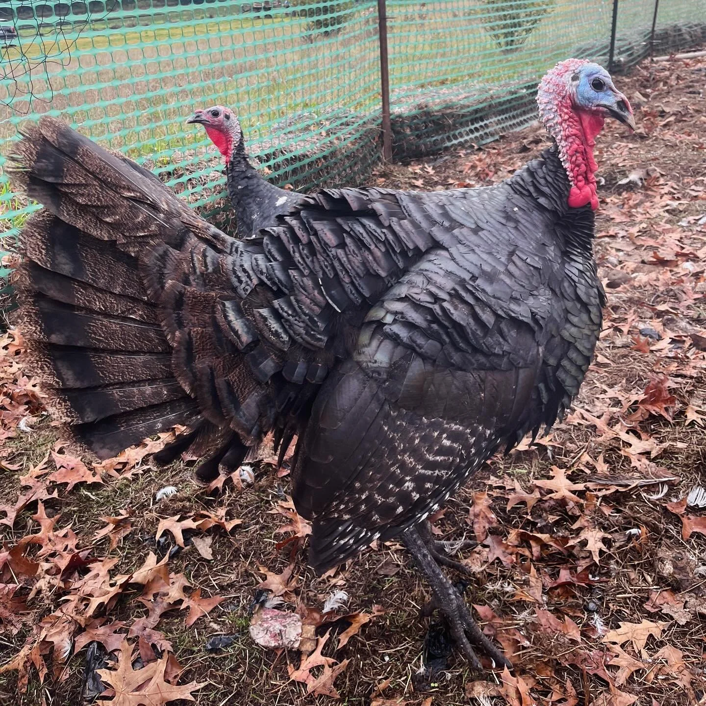 We met with two of the three lovely women who ran Peninsula Poultry Breeders pre-Covid to talk about raising heritage poultry, finding a market, and overall figuring out how to make this incredibly niche operation sustainable in the long run. They we