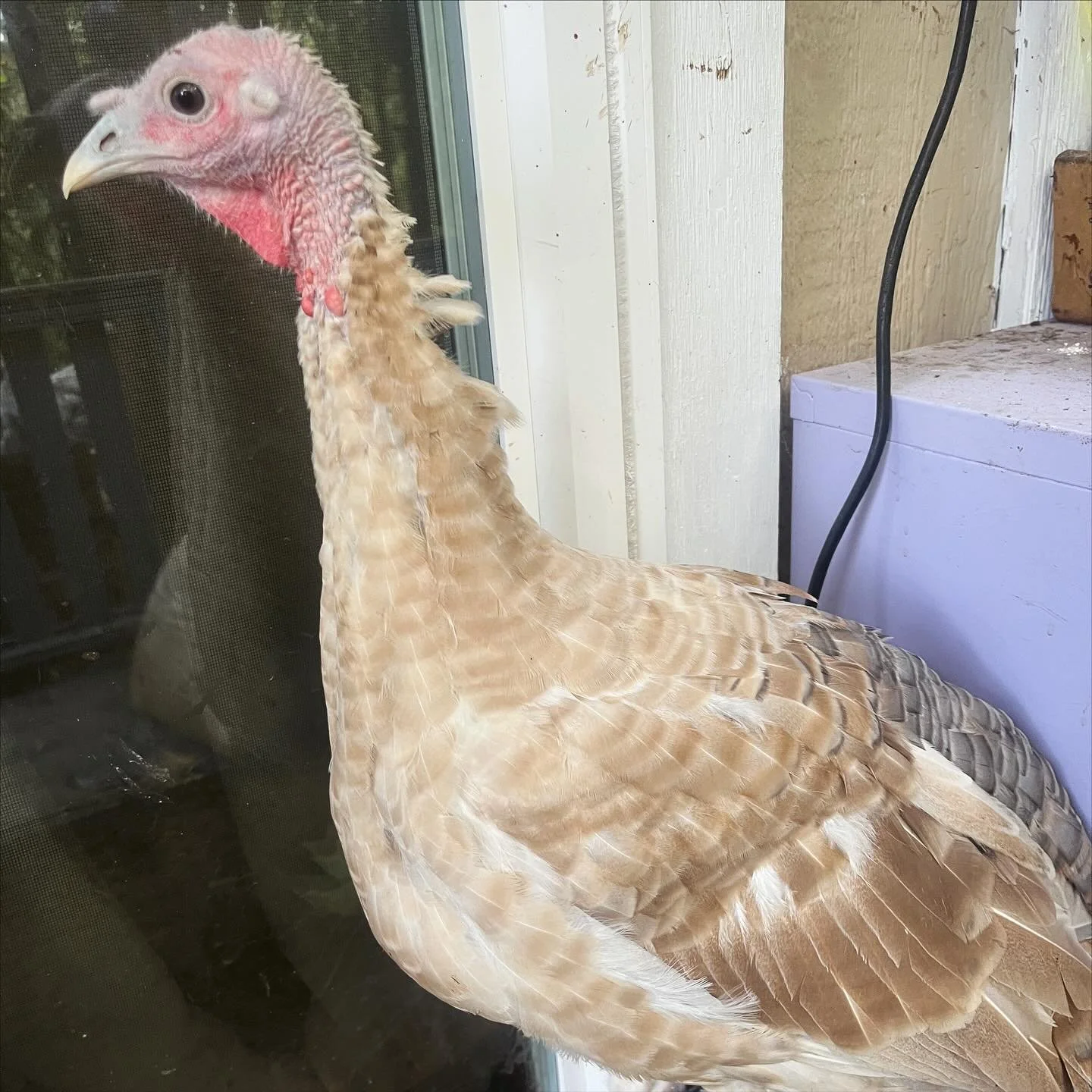 After four generations, I have blue fall fire turkeys! Fall Fire are named for the farm they were coined on, and blue is a dilution of the pigmentation. With these hens, I&rsquo;ll also be able to hatch out lavender fall fire next year. 
Most varieti