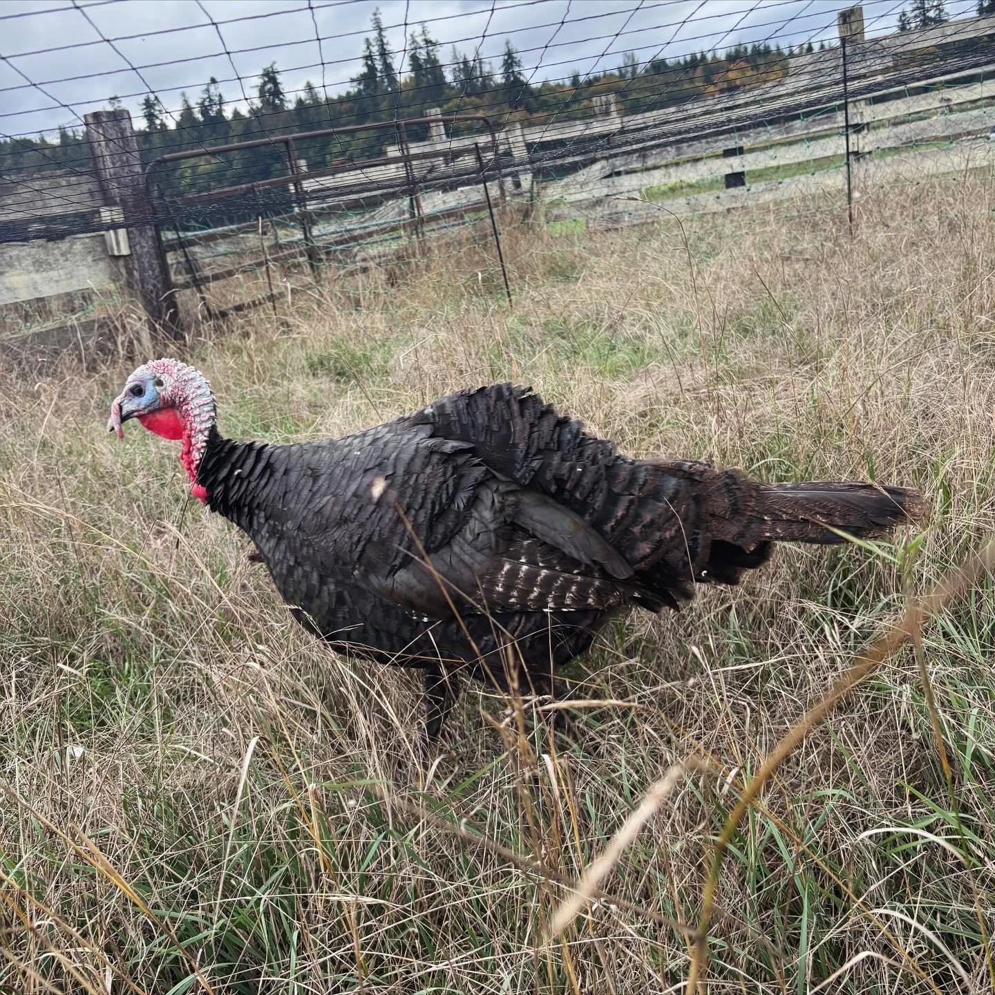 I&rsquo;ve got an awful lot of turkeys left to liquidate, including these handsome toms and MANY jennies (adolescent hens). The toms are ready to butcher any time and the hens are great flock birds. They&rsquo;re all quite friendly! Since it&rsquo;s 