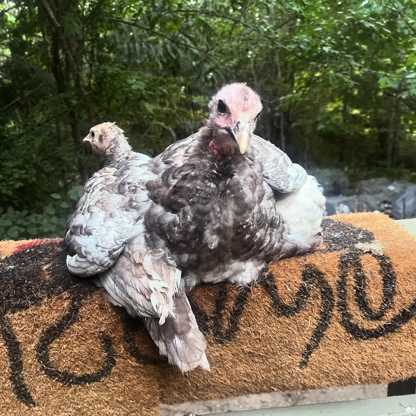 I think my least favorite part of livestock is selling it. On top of being anxious about their welfare and care, negotiating sales is like pulling teeth (never mind that we&rsquo;re in a recession!). Most people don&rsquo;t realize we innately take a