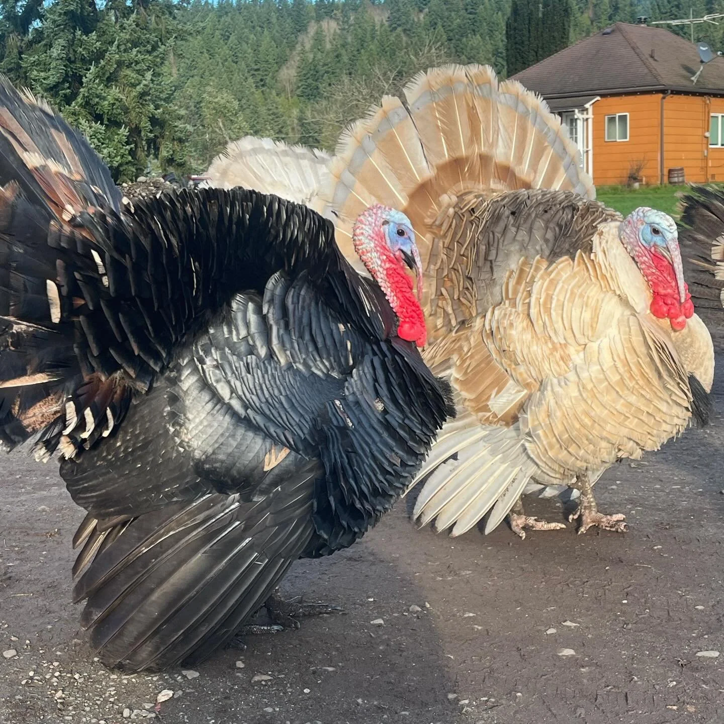 As we approach the end of the year, it&rsquo;s time to start planning for spring, and move back to farm operations. Thanks to everyone who supported us this season with our little experiment with the espresso bar - it&rsquo;s been a lot of fun and we