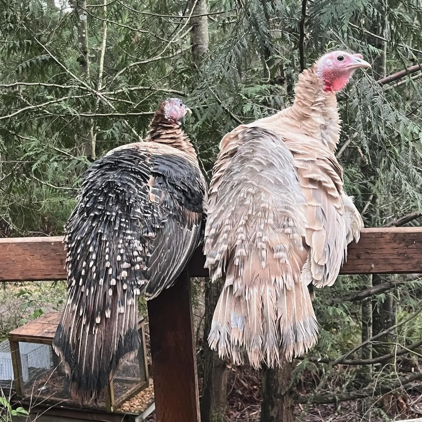 Just a couple beautiful ladies who still reside at the house with us.