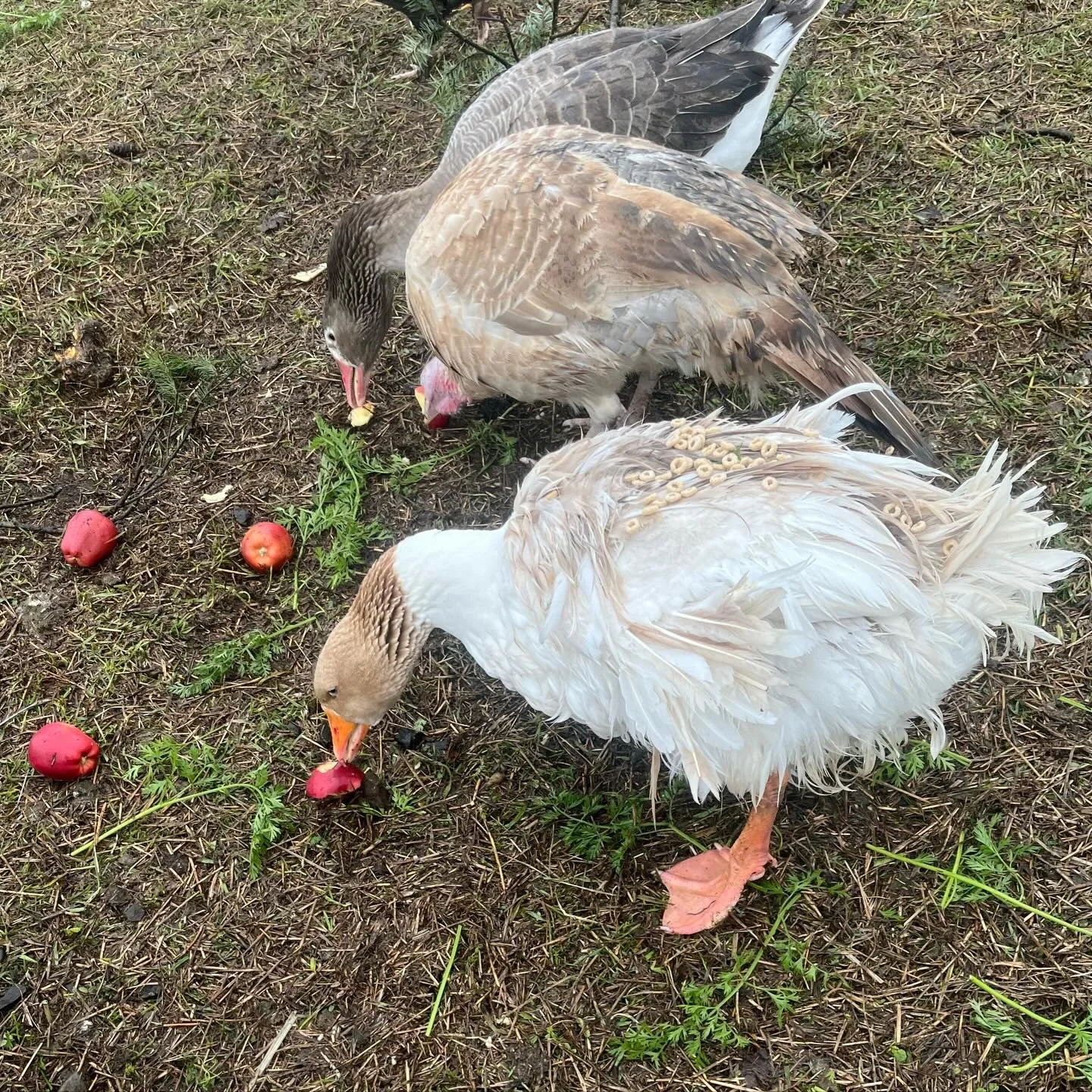 Some things are cooking in the background that I don&rsquo;t wanna say anything about yet&hellip; but we&rsquo;re excited. In the meantime, some birds snacking (including a silly girl who didn&rsquo;t notice that I dumped a bunch of Cheerios on her).
