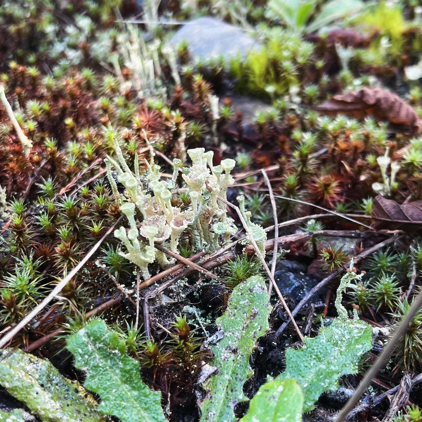 As we welcome the Lunar New Year and T&ecirc;t, it&rsquo;s time to share some news I&rsquo;ve been holding close to my chest.
We are embarking on a new project: bringing our livestock to an ecologically-minded food forest silvopasture. I began cleari