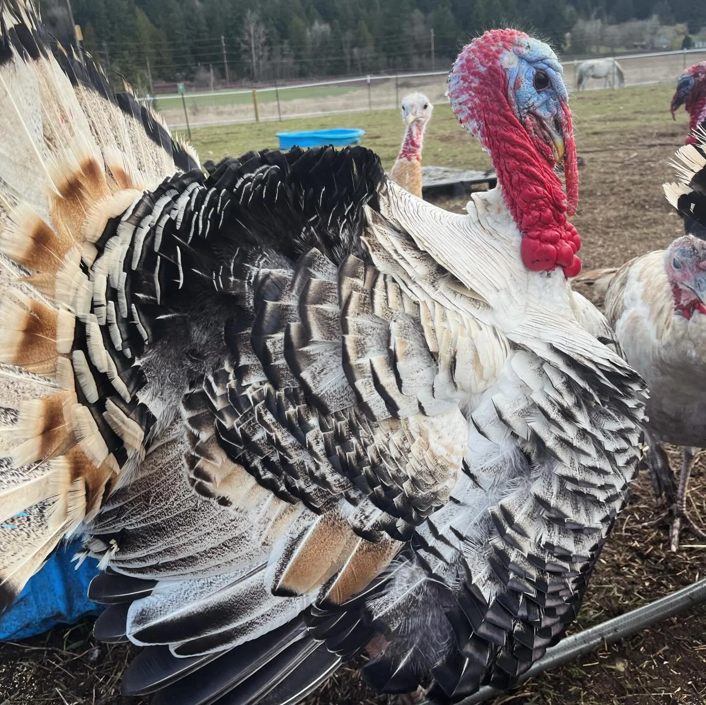 I&rsquo;ve been meaning to post more individual bird introductions and IDs. This is Tom DeLonge, a pencilled sweetgrass. He&rsquo;s my tallest tom and particularly leggy. With his neck extended, his head reaches well over 3 feet tall. 

#heritageturk