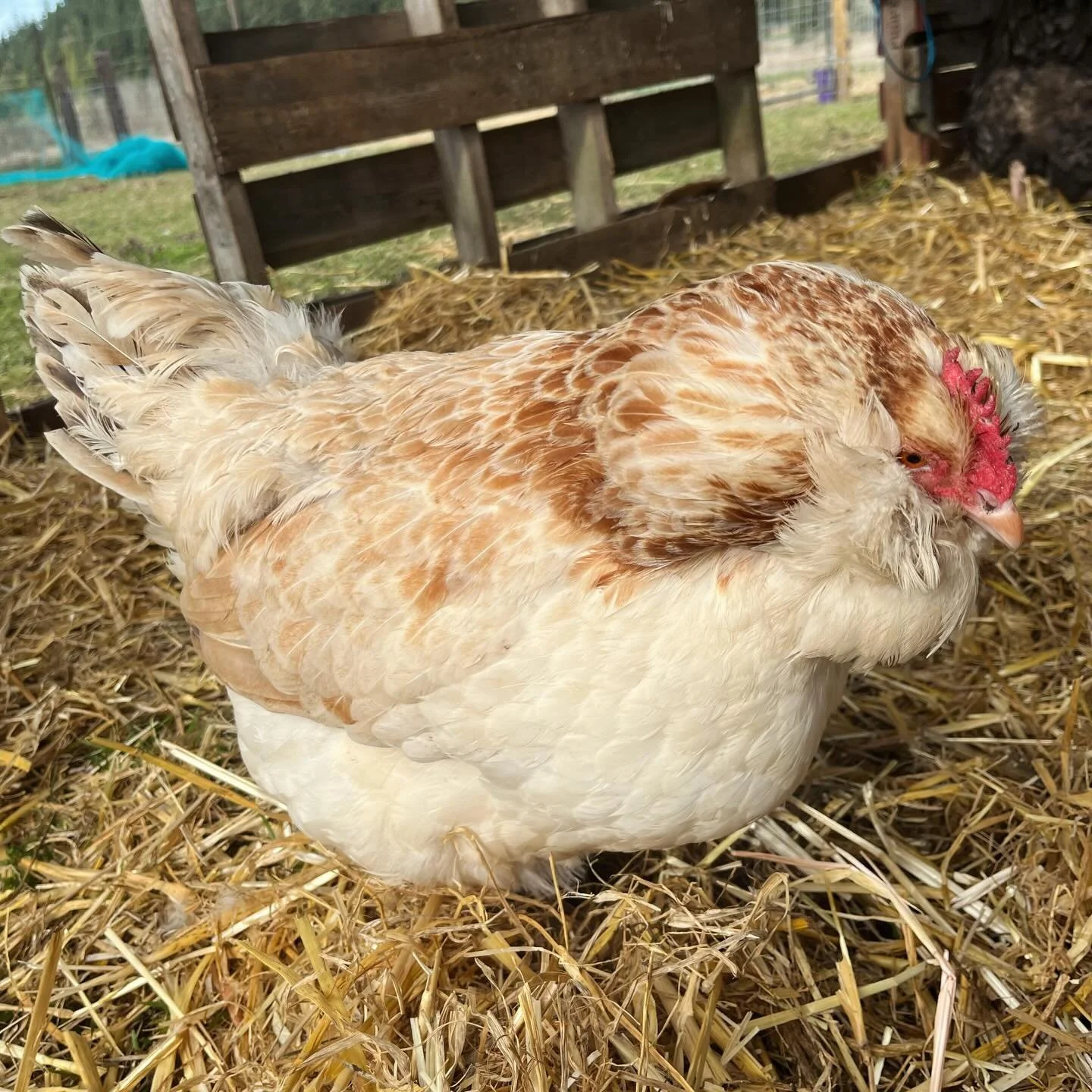 One of our salmon favorolle hens. Not the most &lsquo;productive&rsquo; breed, but one of our favorites - if you&rsquo;re looking for a friendly and mild-mannered chicken, it&rsquo;s hard to find a bettter temperament than the favorolle.