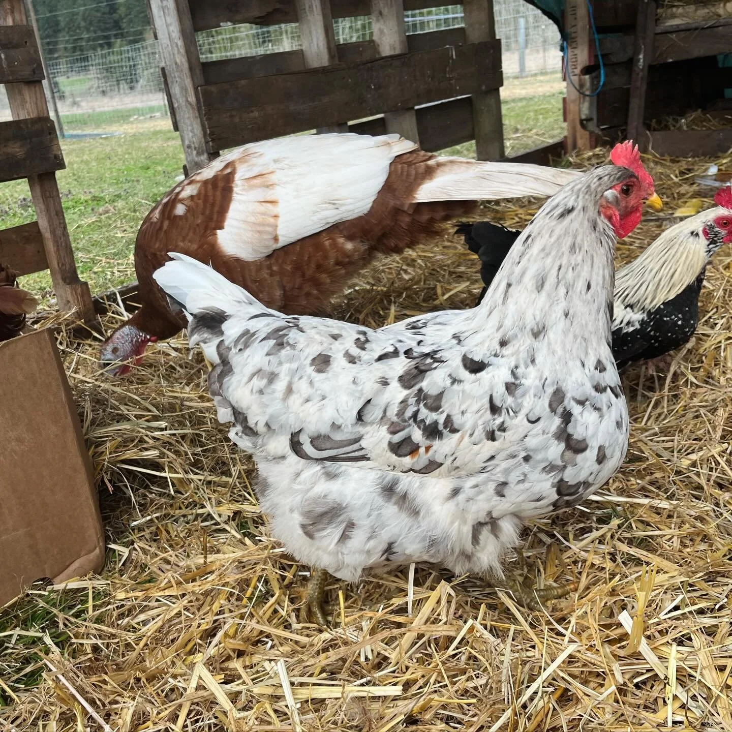 We got this gorgeous splash (?) hen from our barnyard mix hatch last year - no idea how. I know my turkey genetics, but chicken coloration is another bag of worms, and very complicated, but I&rsquo;m excited to have her!