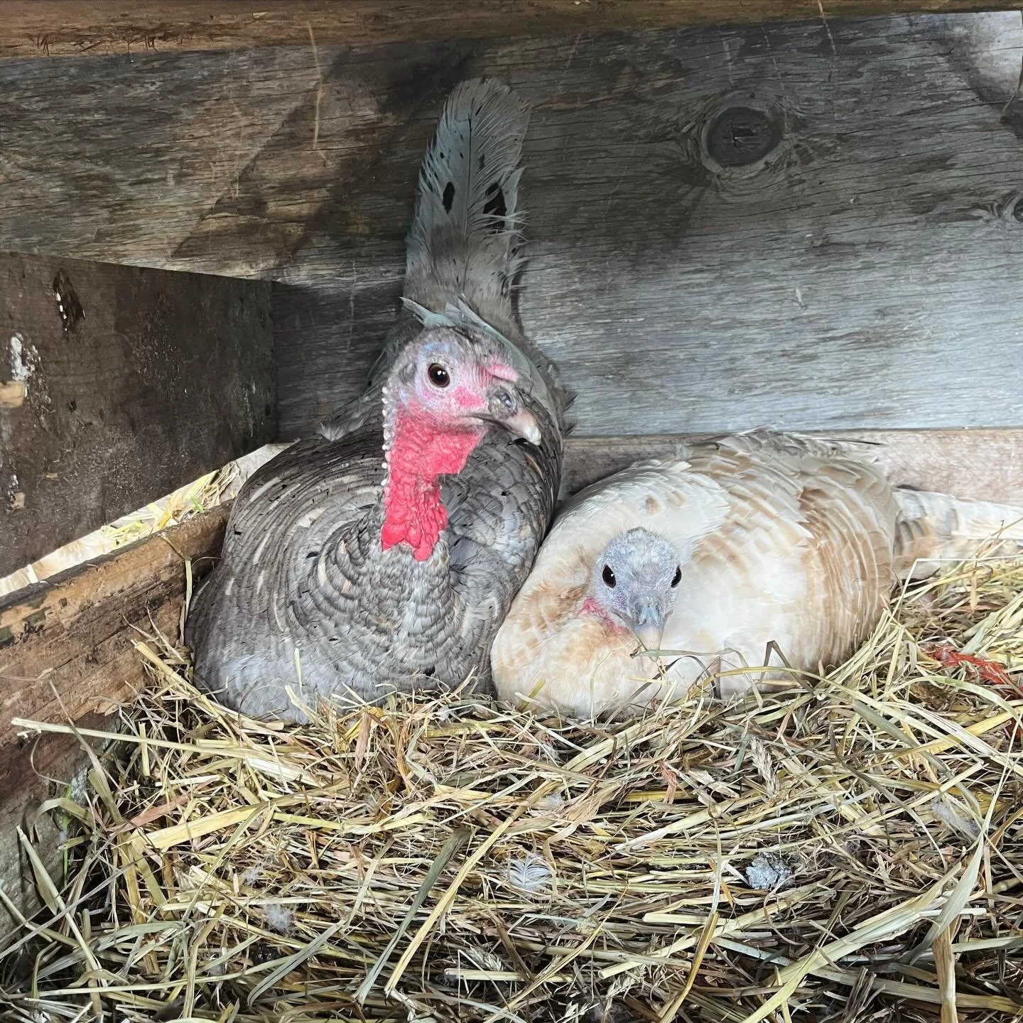 Are you local and interested in turkeys? I have a proposition for you! 🦃 
I&rsquo;m looking for a couple folks to raise up some turkeys to maturity in exchange for keeping a few of them for free. Basically, I hatch over a hundred birds and it&rsquo;