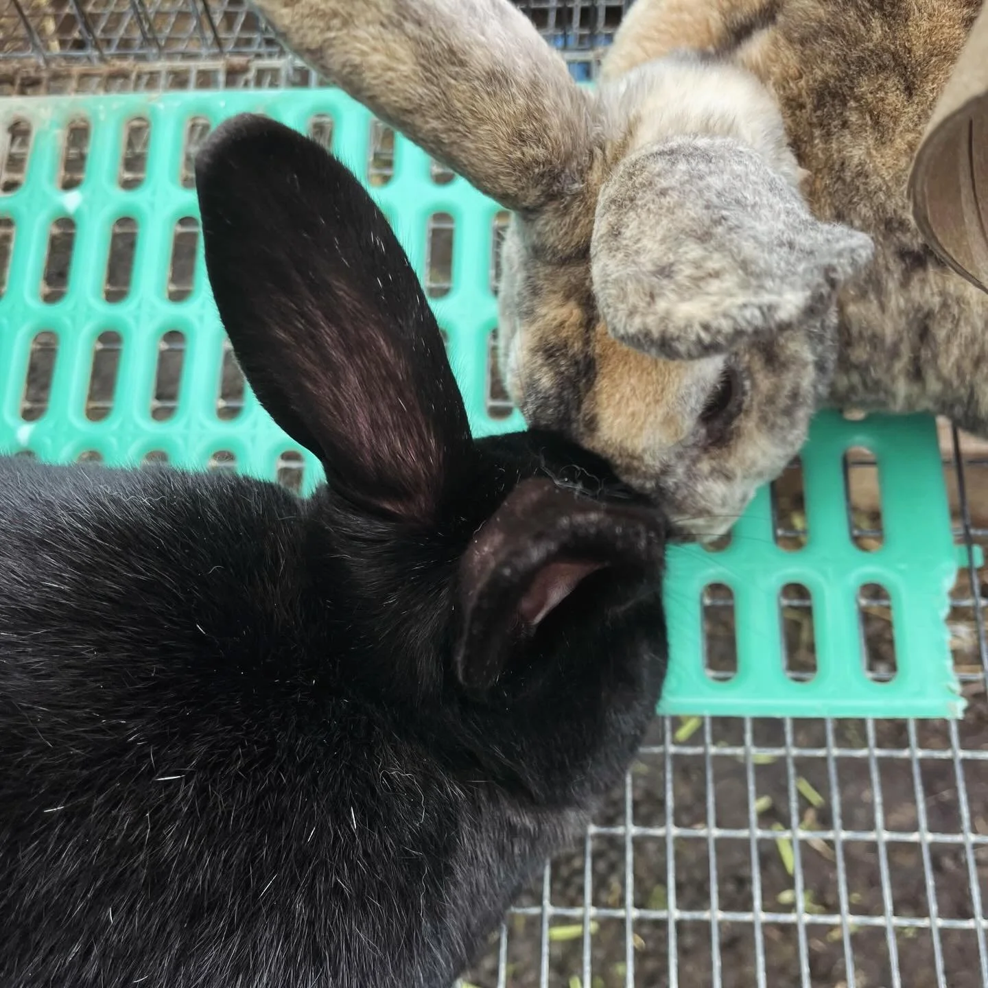 I said goodbye to one of my best rabbits today, Gumbo. That&rsquo;s ok, and I&rsquo;m ok, but I am sad. She was old for her age and on a rapid decline, and when I autopsied her (always a good idea to ensure your animals don&rsquo;t have something tha