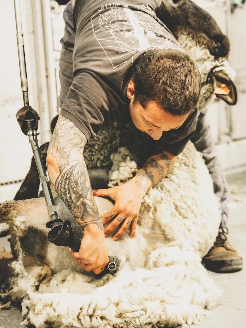 Dimitri graduated from sheep shearing school! Along with learning to shear, there was a lot of information provided about sheep care and health.
It helped galvanize our desire to incorporate sheep into our work next, and the plans we&rsquo;ve been co