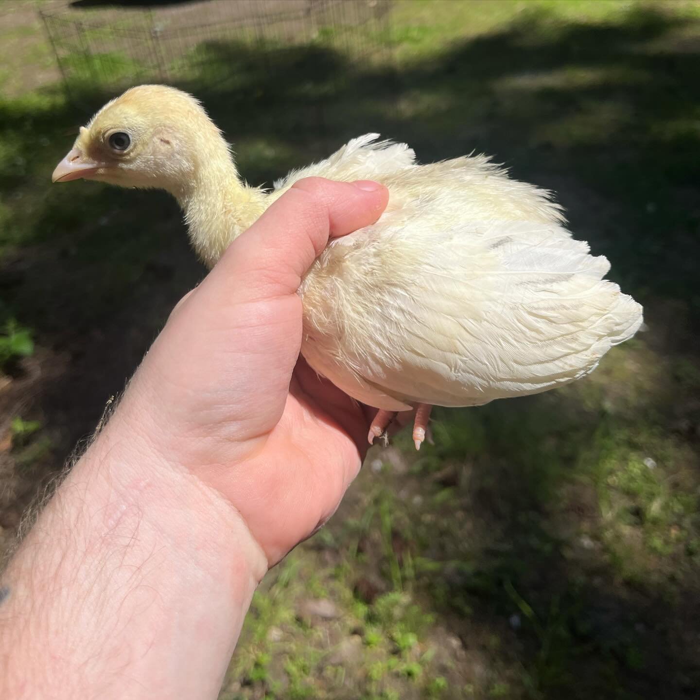 First round of turkey poults is ready to go! 1-4 weeks old, straight run. This year, I&rsquo;ll be doing two options: mix #1 ($20/ea) is blue and lavender calico, fall fire, and sweetgrass; mix #2 ($15/ea) is slate, lilac, lavender, rusty black, and 