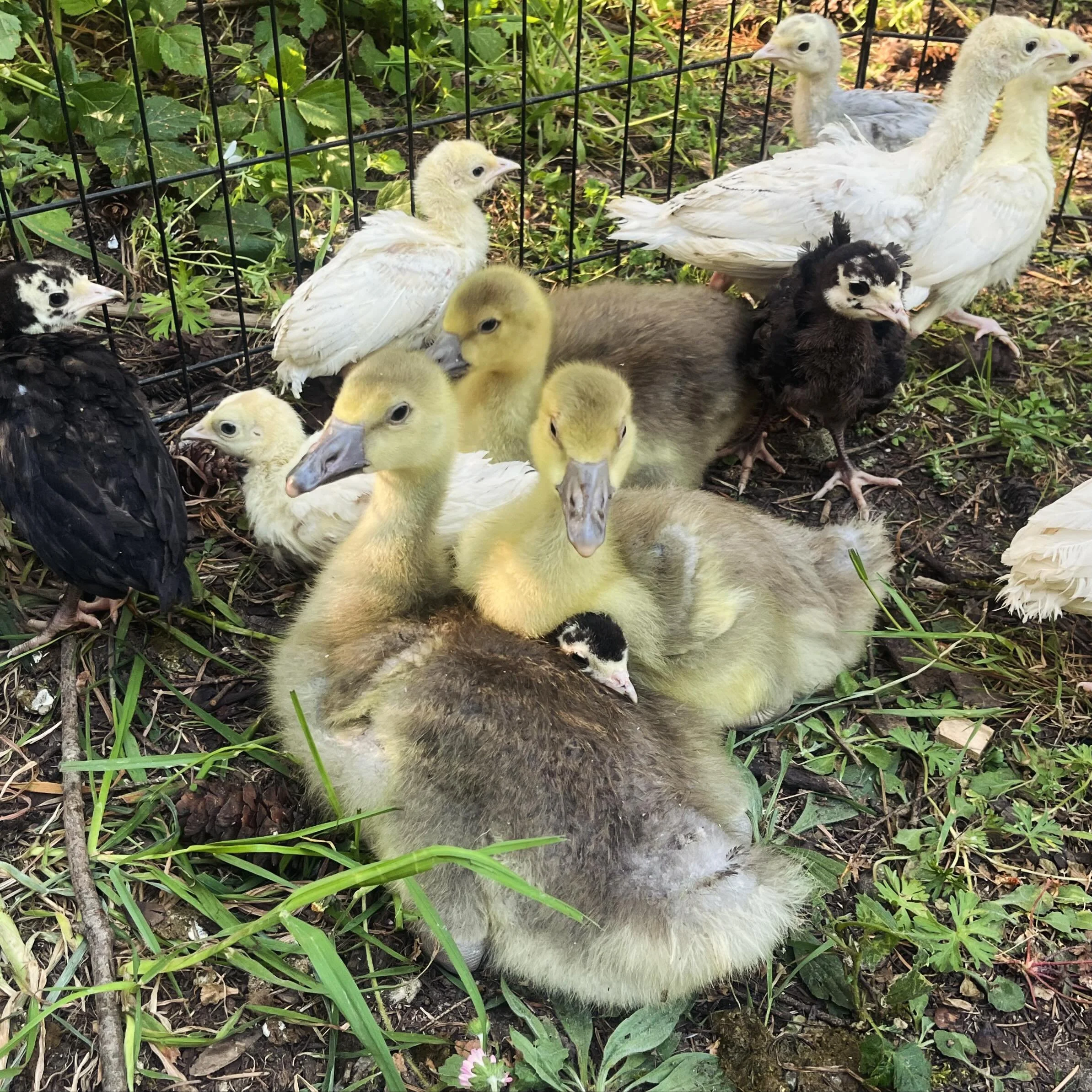 We&rsquo;re taking a short break from adding new eggs to the incubator, because in a month, we&rsquo;ve hatched over 100 turkeys (!!) on top of chicks and a handful of geese! With a fertility rate of almost 100% and hatch rate and survival rate of ~9
