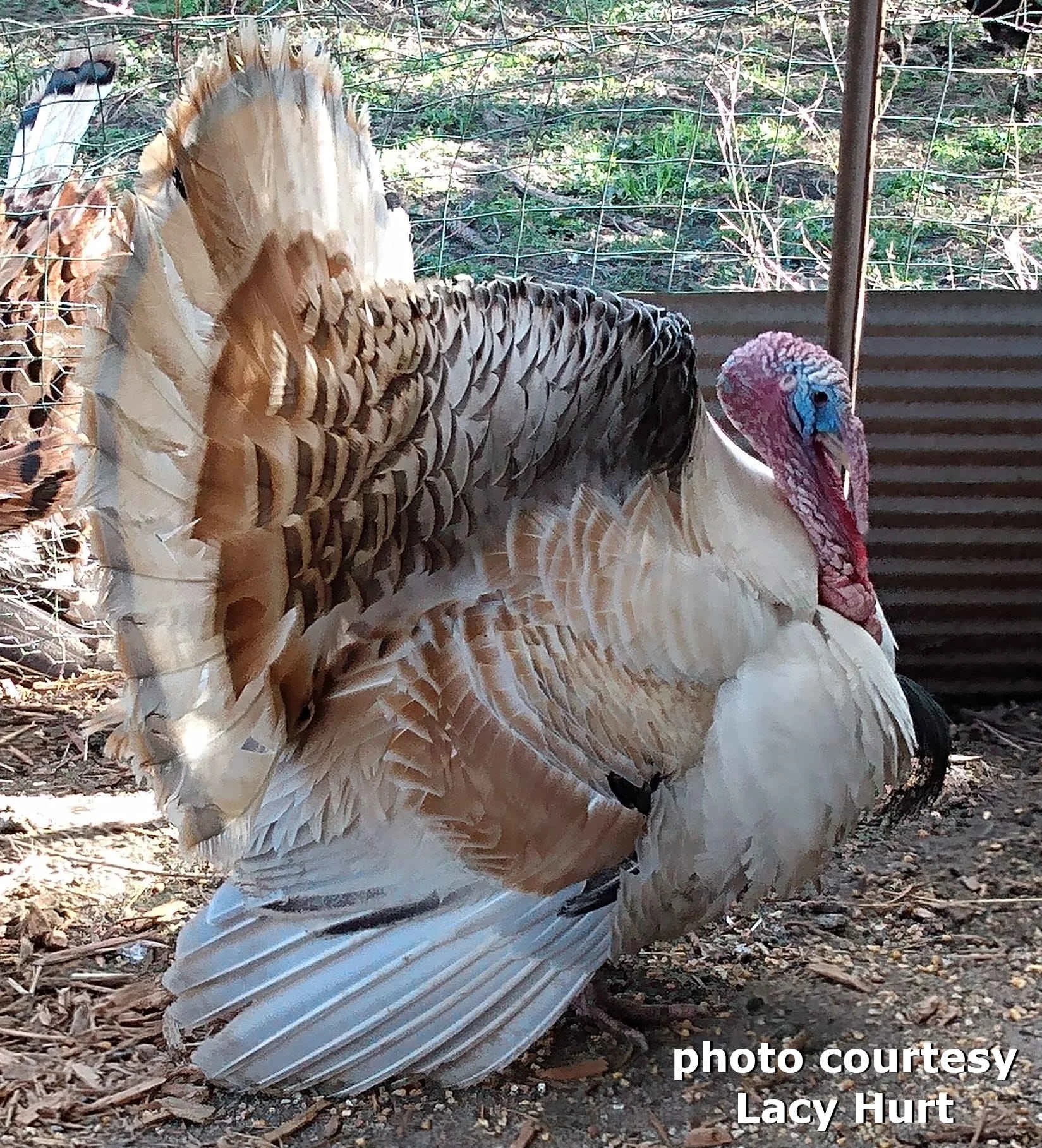 Blue sweetgrass adult tom example.
