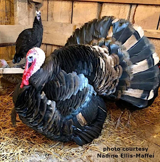 Tri-color mottled black adult tom example.