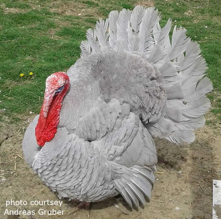 Lavender adult tom example.