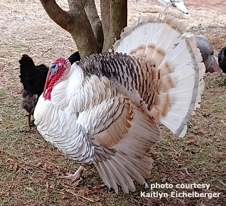 Blue calico adult tom example.