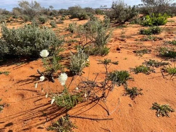 Flowers blooming in the dirt
