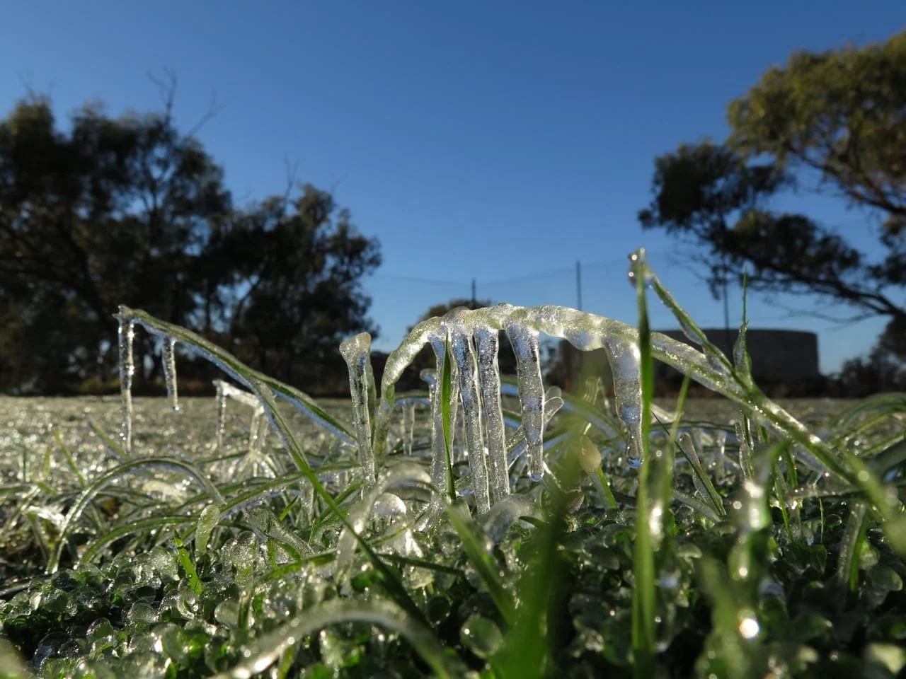 A close up of grass that is frozen over