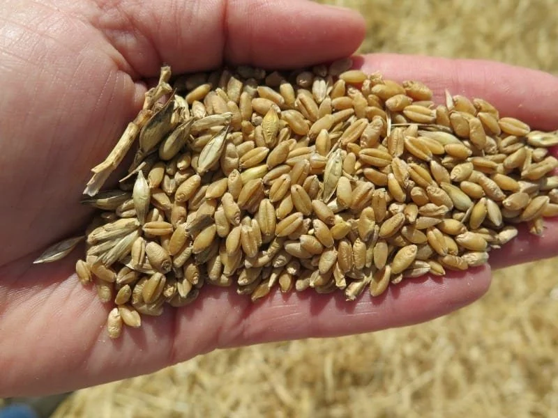 Close up picture of a handful of wheat in the palm of a hand