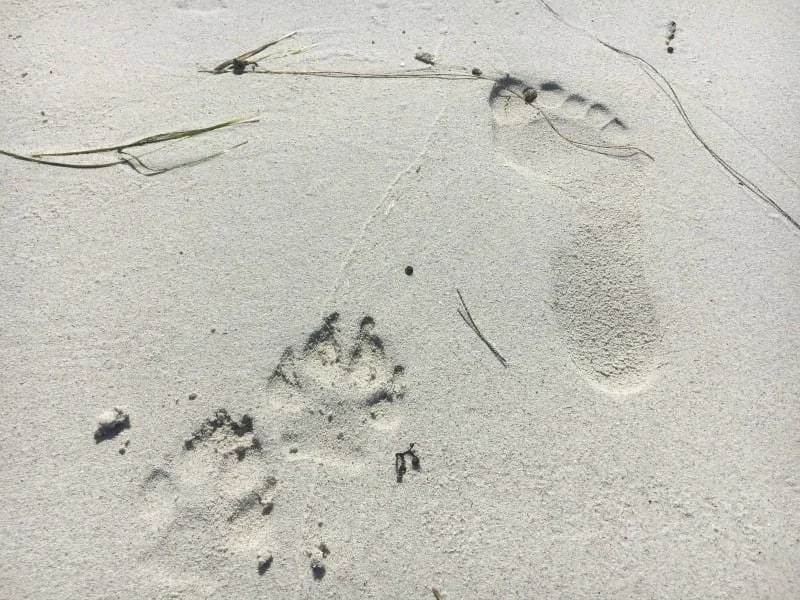 A paw print and footprint in the sand next to each other