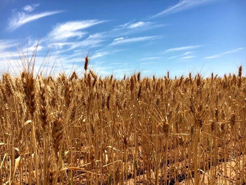 A field of wheat against a blue sky