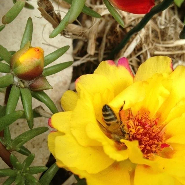 Close up of a yellow flower with a bee face down bum up