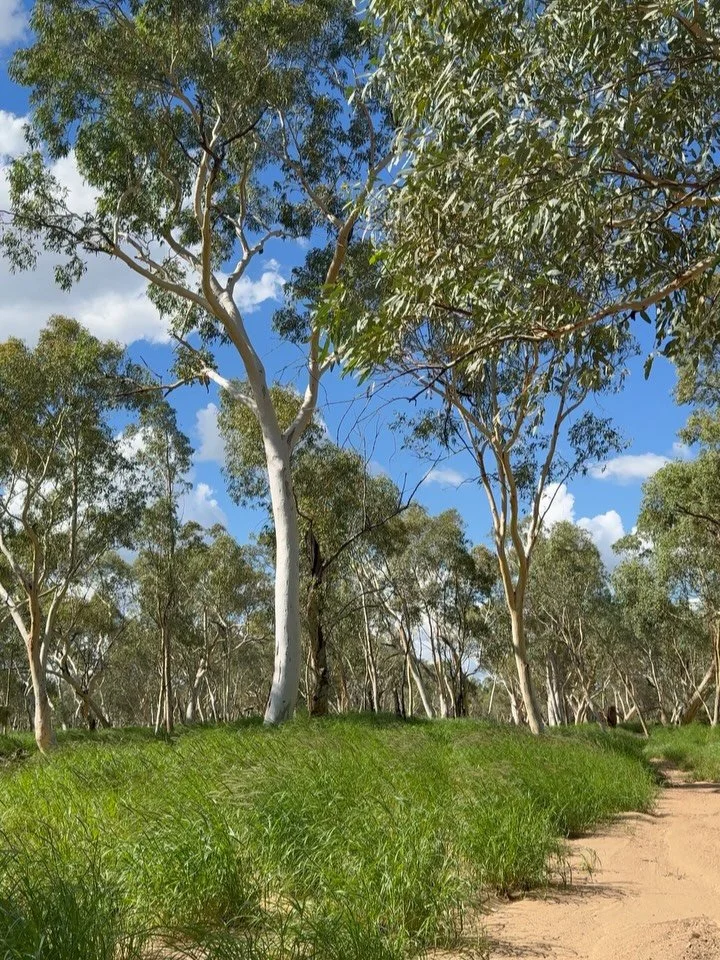 The crickets are chirping madly, the air is warm. It&rsquo;s not usually this green. Ever. Where have I been? #guess #whereami #travel #authorlife