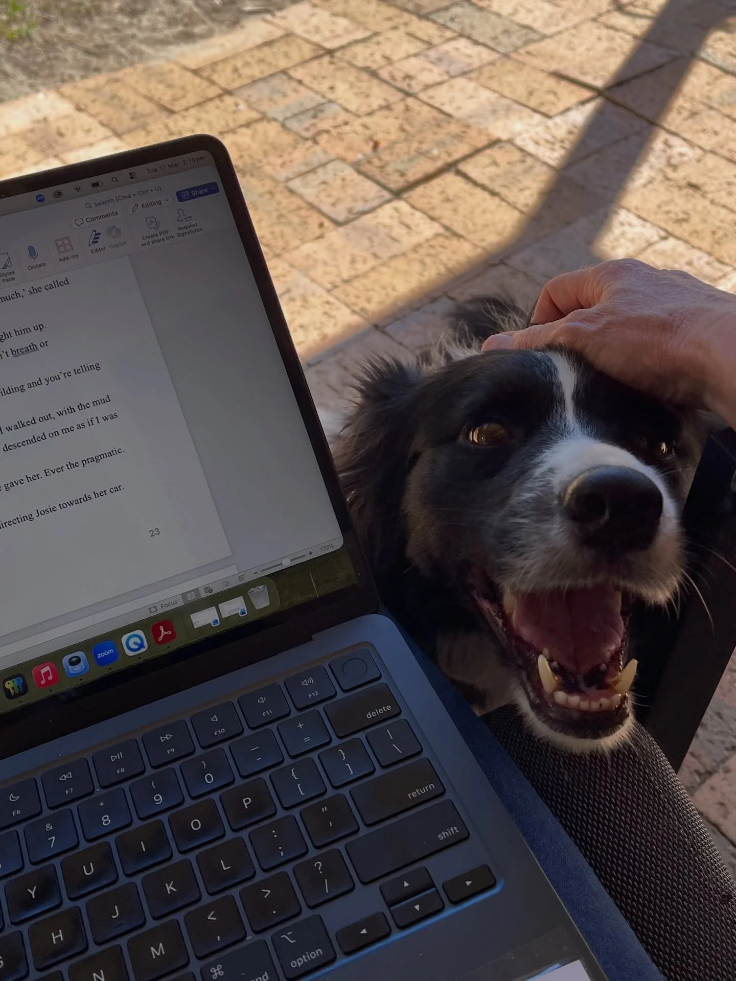 It&rsquo;s hard to resist a smiling face even when there is a deadline just around the corner. #bordercollie #fun #writing #authorlife