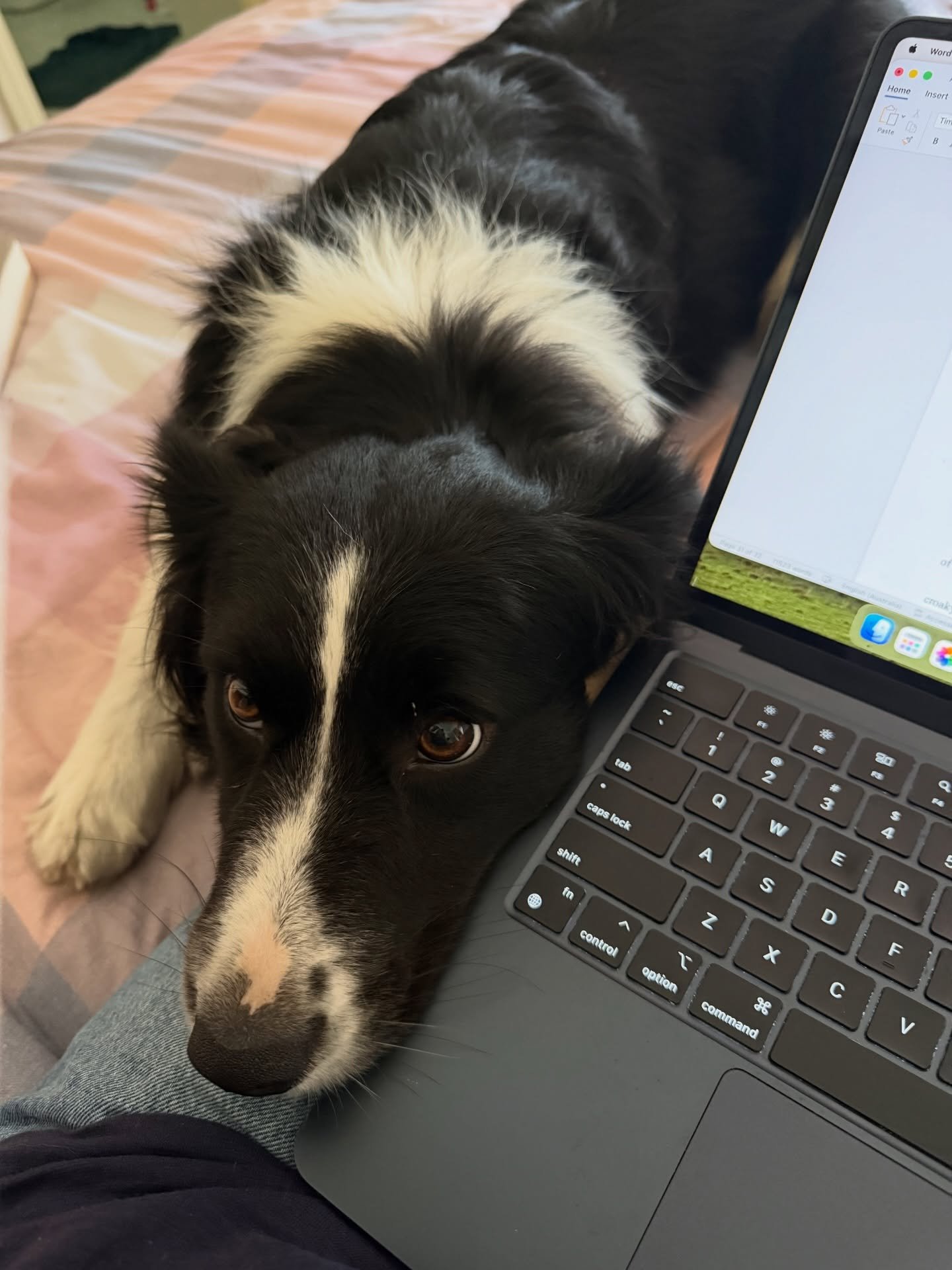 When you&rsquo;re sad you&rsquo;re human is an author on a deadline&hellip; #bordercollie #authorlife #crimewriter #themuse