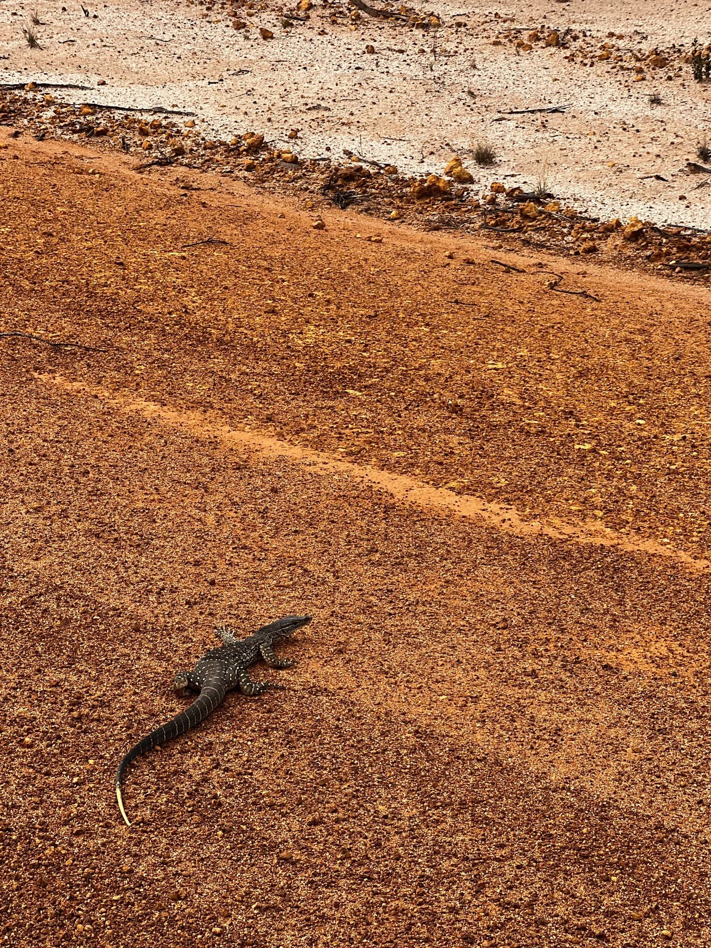 Found a little mate&hellip; #racehorsegoanna #australia #thisisaustralia