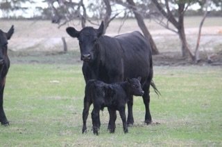It&rsquo;s getting to the time of the year where babies are popping up all over the place. I love it! #happy #calving #farmlife #farming #love