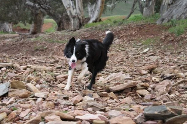 A black and white border collie runs gleefully across rocks