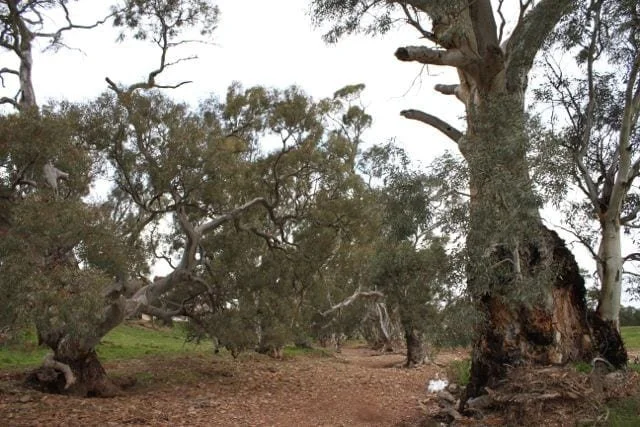 Perfect crooked trees line a dirt path