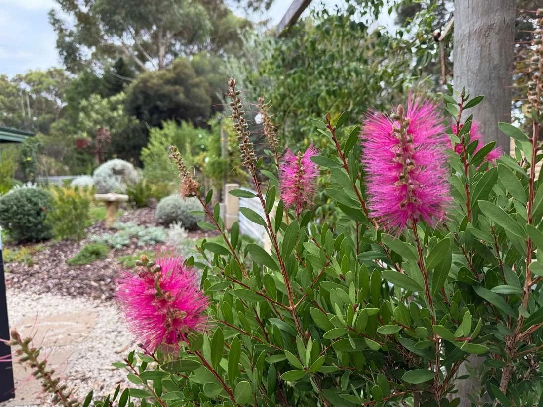 Pink bottle brush flowers with a native garden backdrop