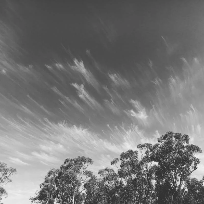 Black and white photograph of clouds above the trees