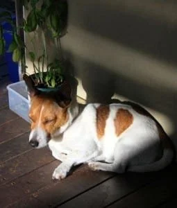 A sleeping Jack Russell bathed in sunshine on a verandah