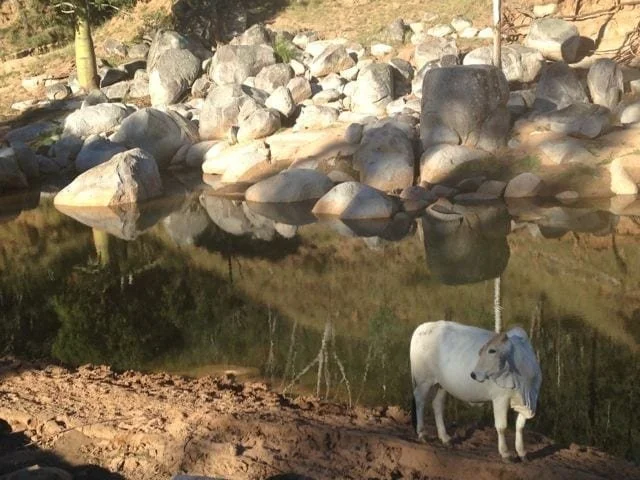 A white dog next to water surounded by rocks